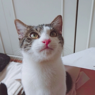 お目々が印象的！キジ白猫のはくぼくちゃん！