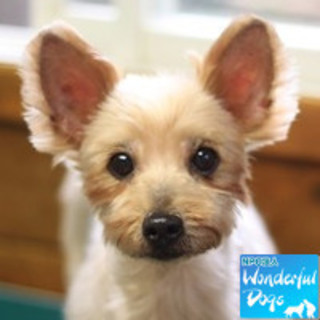 「ナタリー」♀