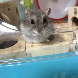 ジャンガリアンハムスター(サファイアブルー)