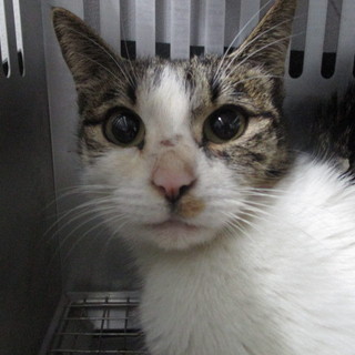 処分対象になる子です。収容期限12/28朝迄