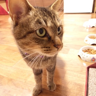 【キジ猫 約1歳メス】ミミ