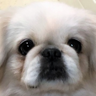 性格抜群！愛嬌たっぷり社会性トイレ◎中華まんちゃん