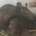 とても仲がいいデグー♂2匹