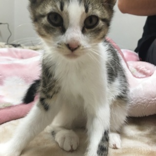 再投稿もう少しで3ヶ月の兄弟猫ちゃんです