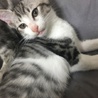 再投稿もう少しで3ヶ月の兄弟猫ちゃんです サムネイル4