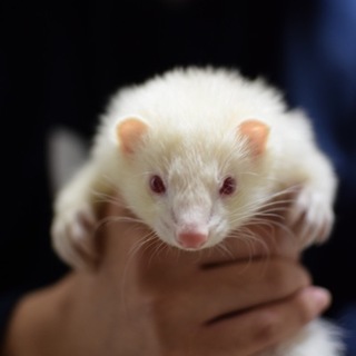 可愛がってください