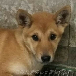 直接お迎えの方に譲渡となりました。