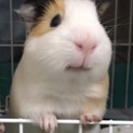 モルモットのちゃも！
