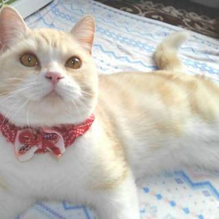 【12/23東日本橋】スコティッシュ♡きぃくん