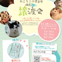 ねころじの会主催 保護ねこの譲渡会