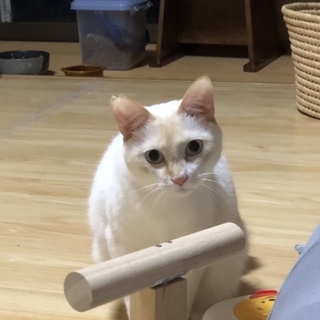 1歳オスシャムミックスのシャビンちゃん
