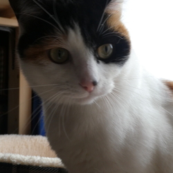 「プレゼントどれ気に入った？」サムネイル1