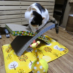 「プレゼントどれ気に入った？」サムネイル2