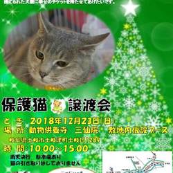 今年最後の譲渡会