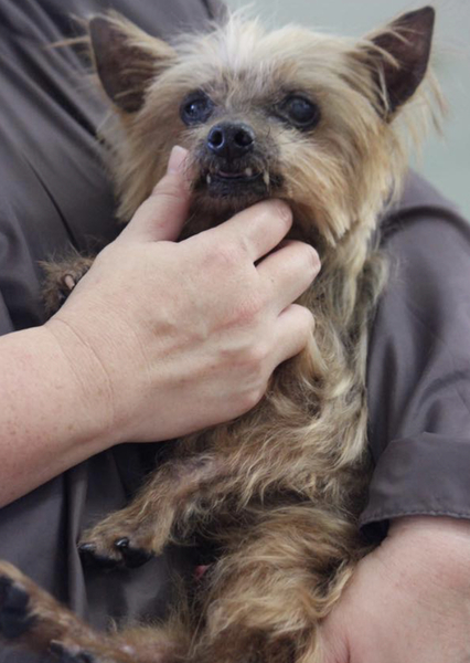 「里親様決定しました あ...」沖縄県 - 犬の里親募集(243850) :: ペットのおうち【里親決定30万頭！】