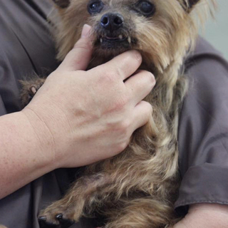 里親様決定しました✨✨ありがとうこざいます