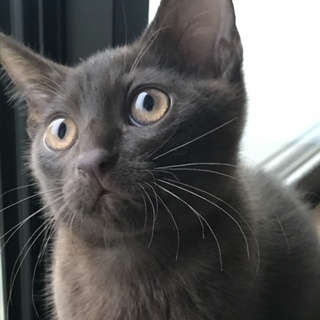 甘えんぼうモモくん、チョコ色、9ヶ月