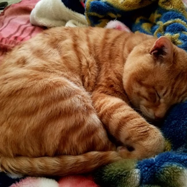 はかけのカバー写真