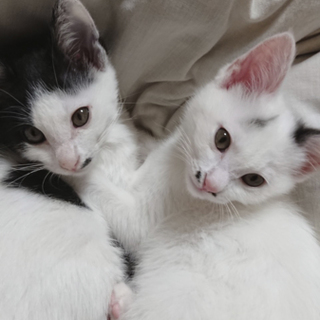 白黒の姉妹猫さん、2カ月半