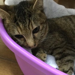 つかさ さよなら