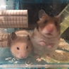 のり たまこ