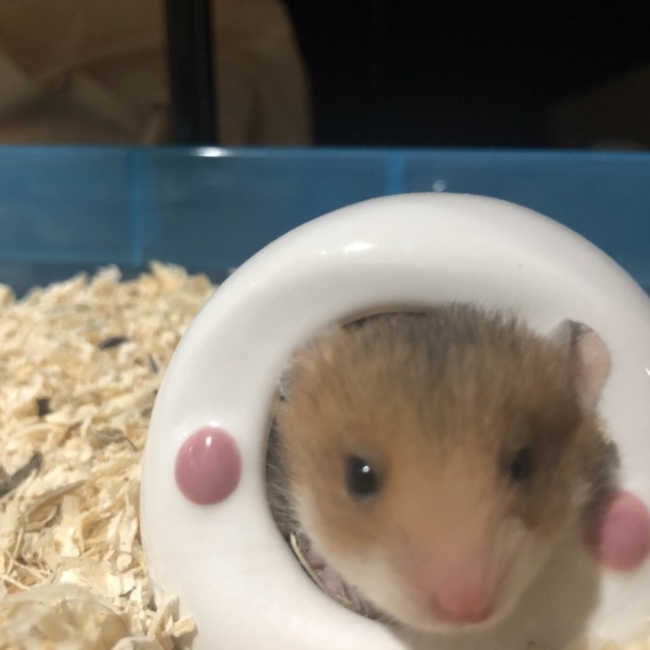 のり たまこのカバー写真