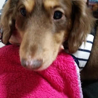 ボクだけを可愛がって“ゴン君”