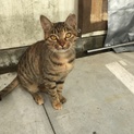 里親さん募集！女の子(避妊済)