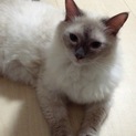 ラグドール ♂生猫