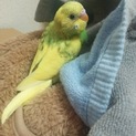 セキセイインコの雛 募集停止します