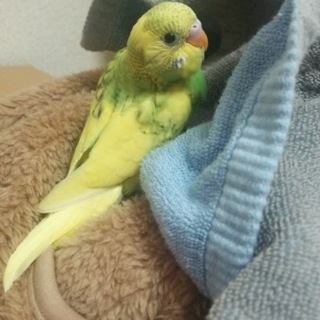 セキセイインコの雛 募集停止します