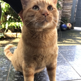 ジャンボな大人猫ちゃん