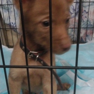 生後8週目の可愛い子です 東京都 犬の里親募集 2438 ペットのおうち 月間利用者150万人