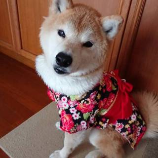 忠犬の柴犬 ゆりちゃん
