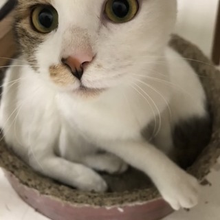 背中にぶち模様のある優しい男の子、かしわ餅