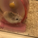急募！ ハムスター
