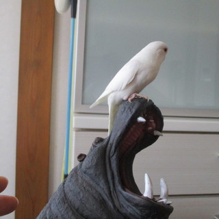 インコの里親募集