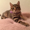 美人顔のキジトラ子猫ちゃんの家族募集‼︎ サムネイル2