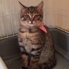 美人顔のキジトラ子猫ちゃんの家族募集‼︎ サムネイル6