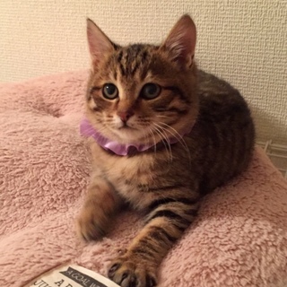 美人顔のキジトラ子猫ちゃんの家族募集‼︎