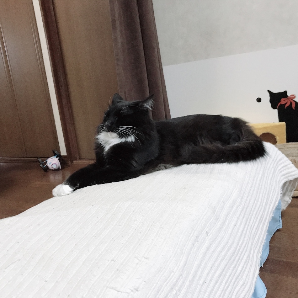あひるのカバー写真