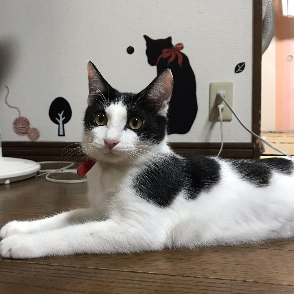 すずのカバー写真