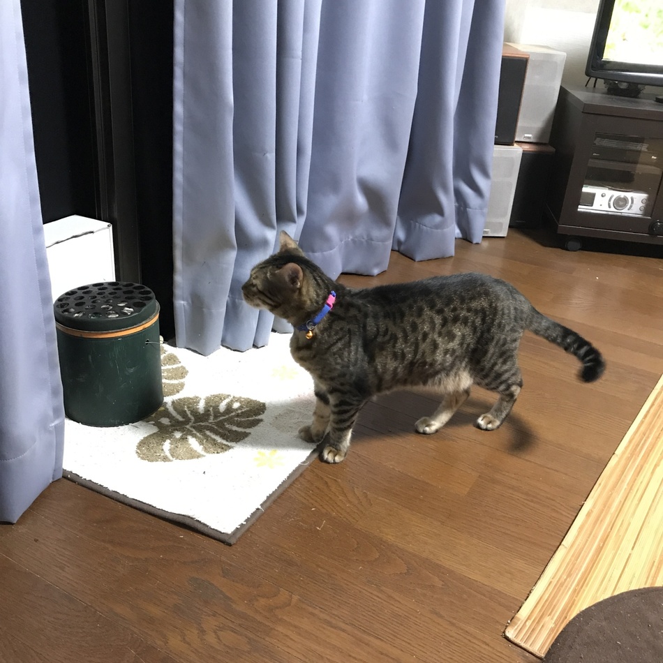 ソーニャのカバー写真