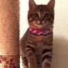 美人顔のキジトラ子猫ちゃんの家族募集‼︎ サムネイル3