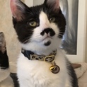 おヒゲがポイントの子猫ちゃんです。
