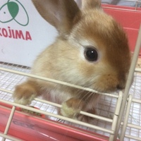 ライ麦
