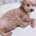 里親になってくれる方探しています。