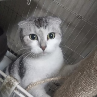 スコティッシュフォールド折れ耳の女の子