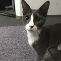 グレーと白のハチワレの男の子 エビス