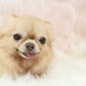 4〜５歳のチワワ、うすしおちゃん